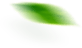 image_feathers2