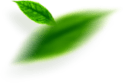 image_feathers1
